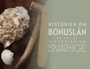 Foto. Snäckskal och del av ett horn. Logga Historien om Bohuslän - en del av Historien och Sverige.
