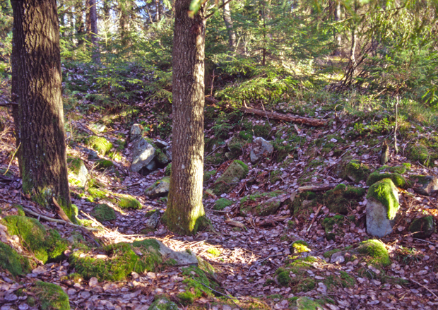 Färgfoto med barrträd i skog och grop med stenar.