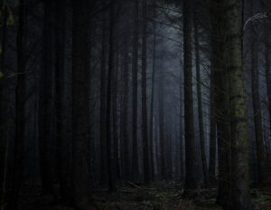 Foto. Skog om natten, höga granar och dis.